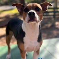 Enlarge Mars, a ADOPTABLE mixed breed in St. Augustine, FL image 2/3