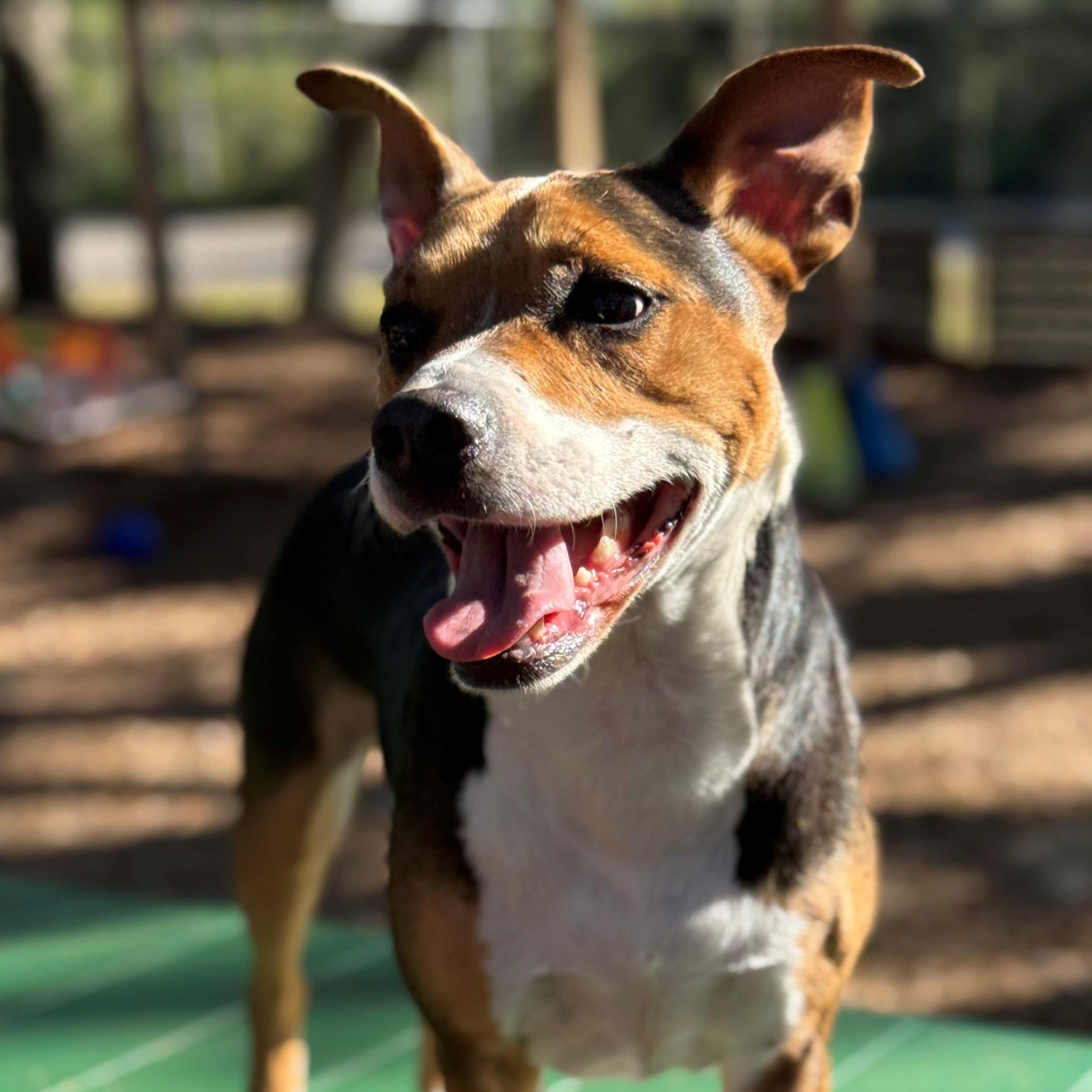 Enlarge Mars, a ADOPTABLE mixed breed in St. Augustine, FL image 3/3