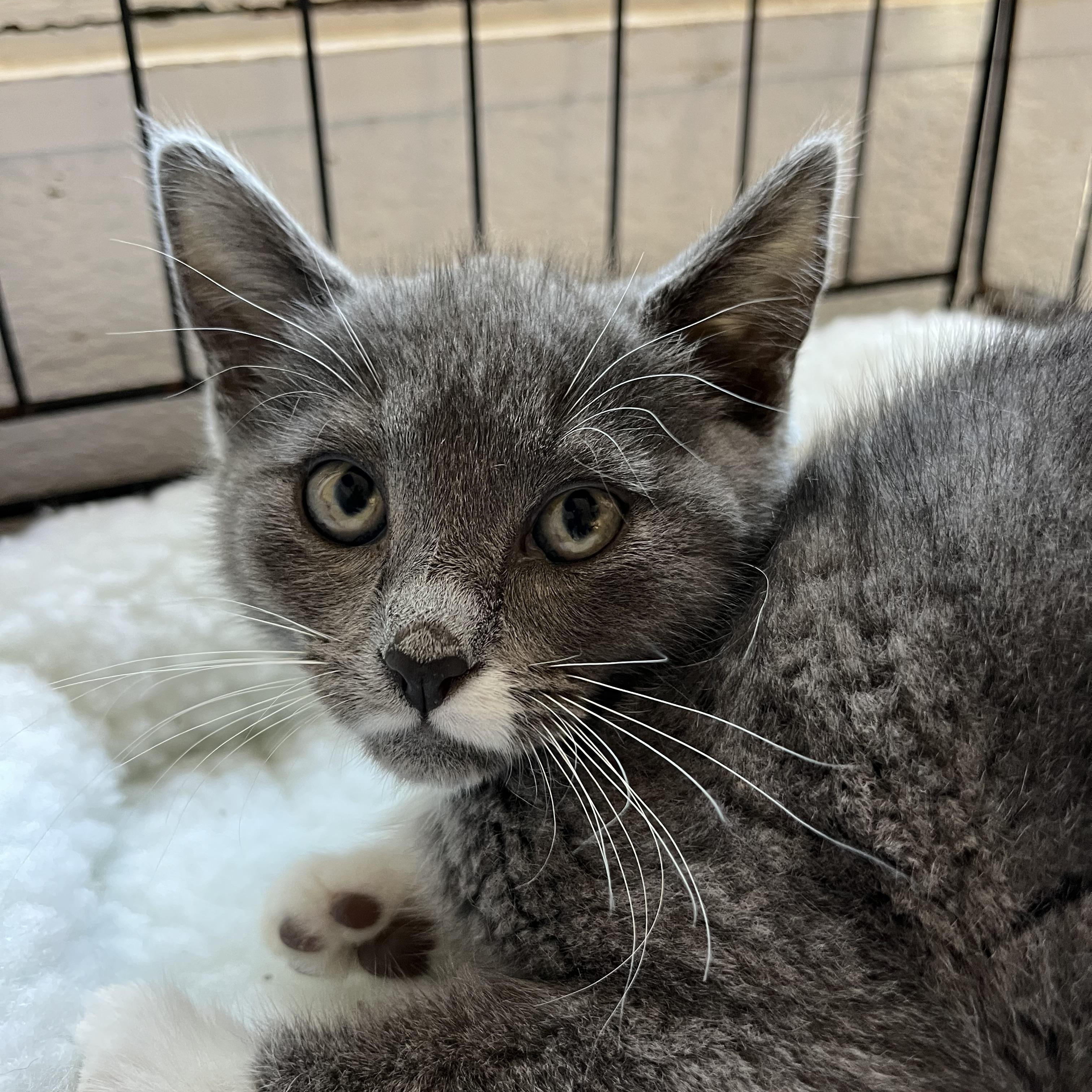 Vladimira 0798, adopted, Kitten Female Domestic Short Hair.