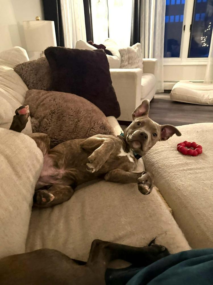 Enlarge Gilbert (FOSTERED LOCALLY), a Adoptable mixed breed in Leverett, MA image 2/5