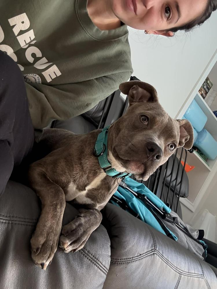 Enlarge Gilbert (FOSTERED LOCALLY), a Adoptable mixed breed in Leverett, MA image 3/5