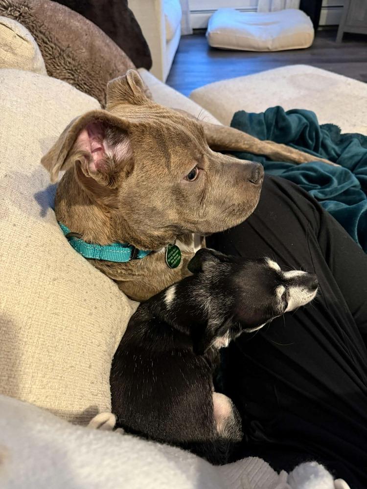 Enlarge Gilbert (FOSTERED LOCALLY), a Adoptable mixed breed in Leverett, MA image 4/5