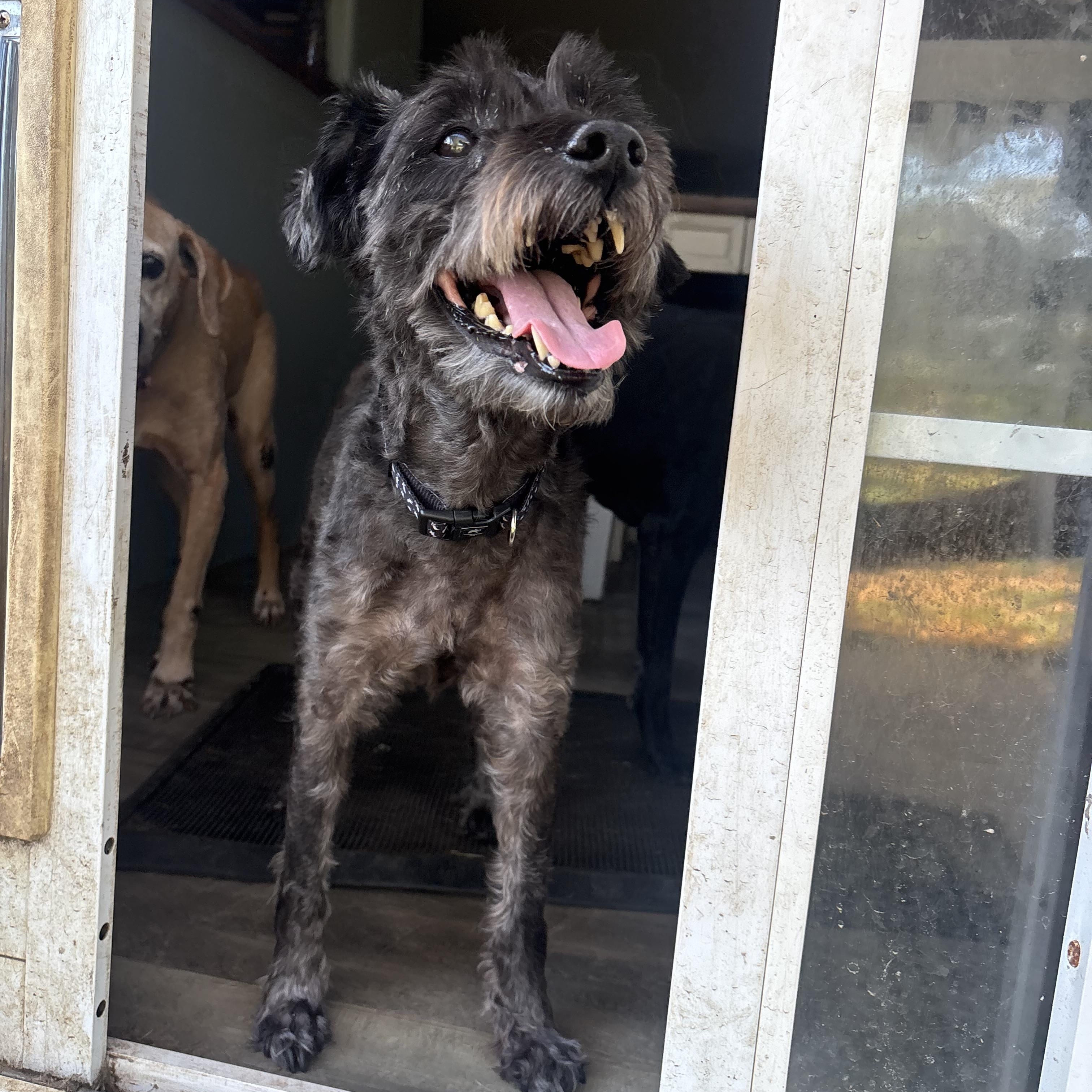 Oliver, a ADOPTABLE mixed breed in Arcadia, FL image 1/5