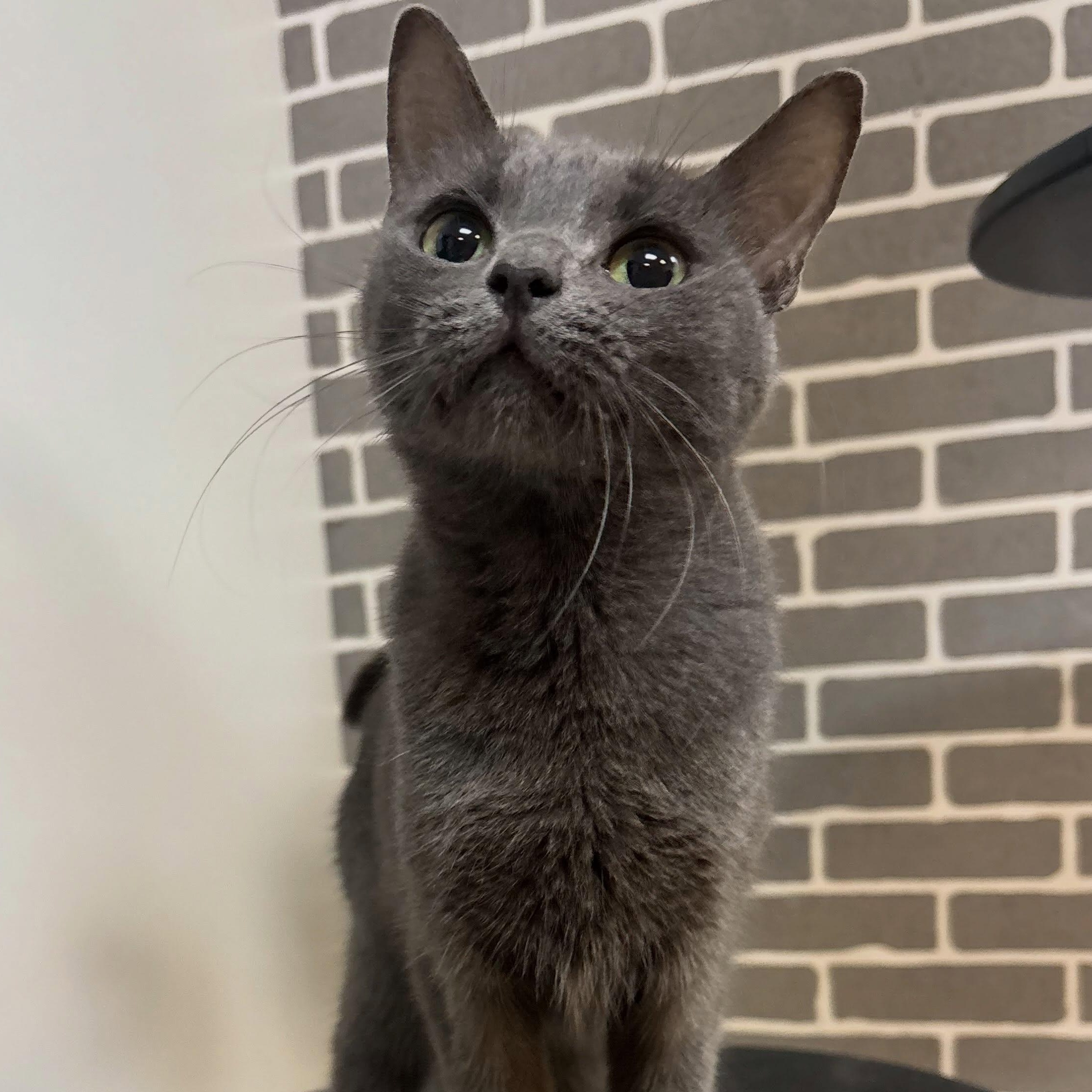 Enlarge Sage at Fat Cat Cafe, an adopted Domestic Short Hair in Tallahassee, FL image 1/1