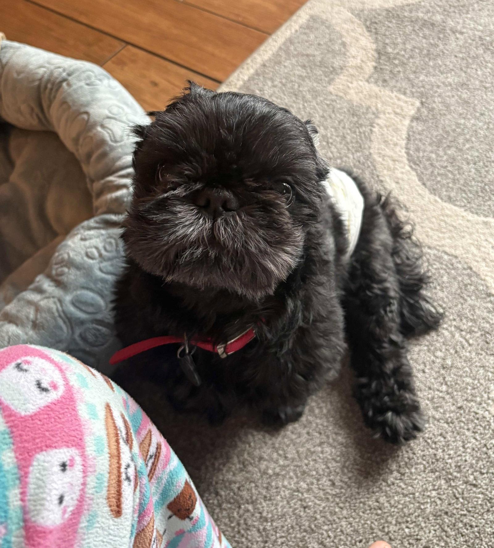 Codey, a Adoptable Shih Tzu in Cliffwood, NJ image 1/2