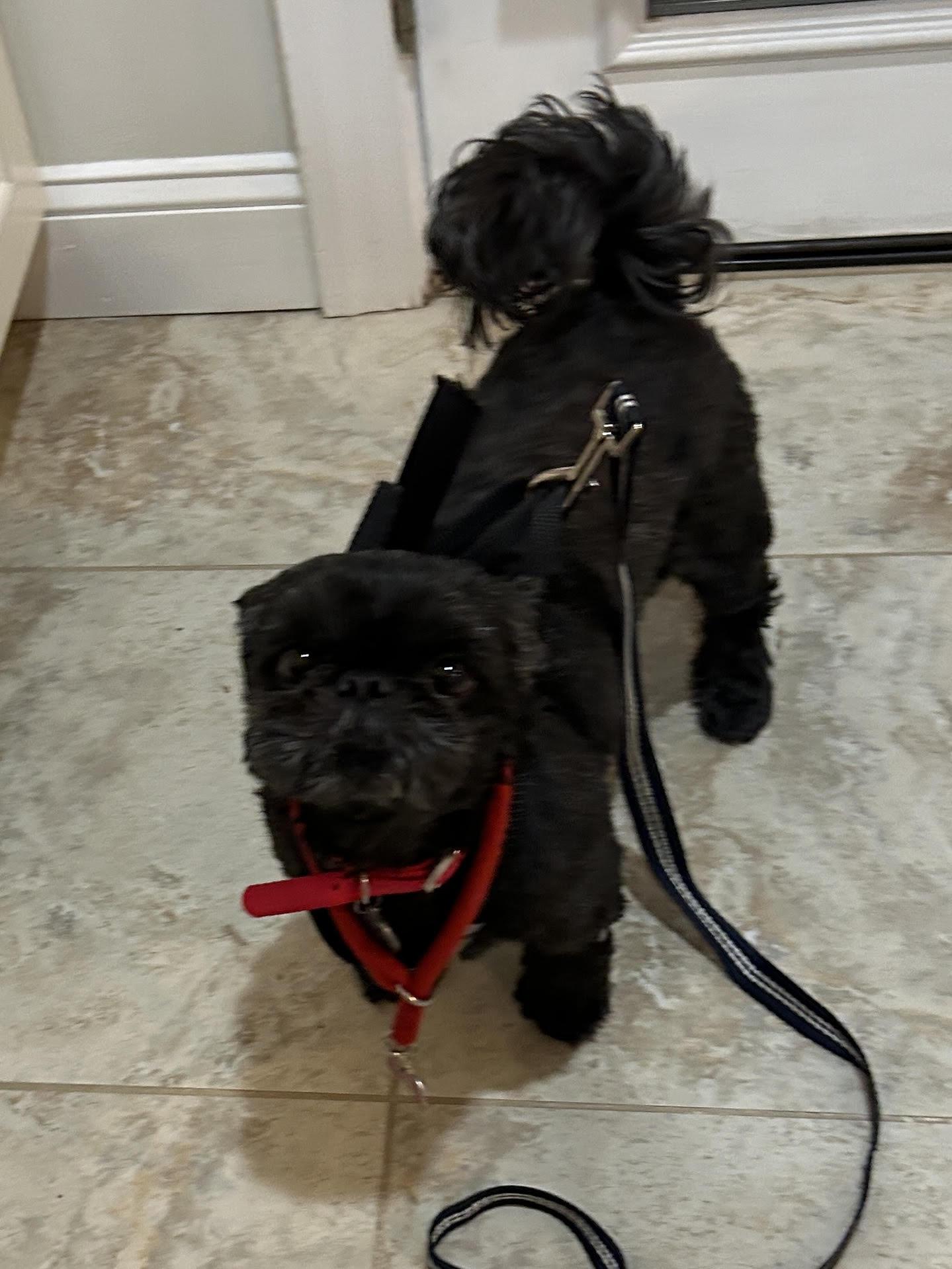 Codey, a Adoptable Shih Tzu in Cliffwood, NJ image 2/2