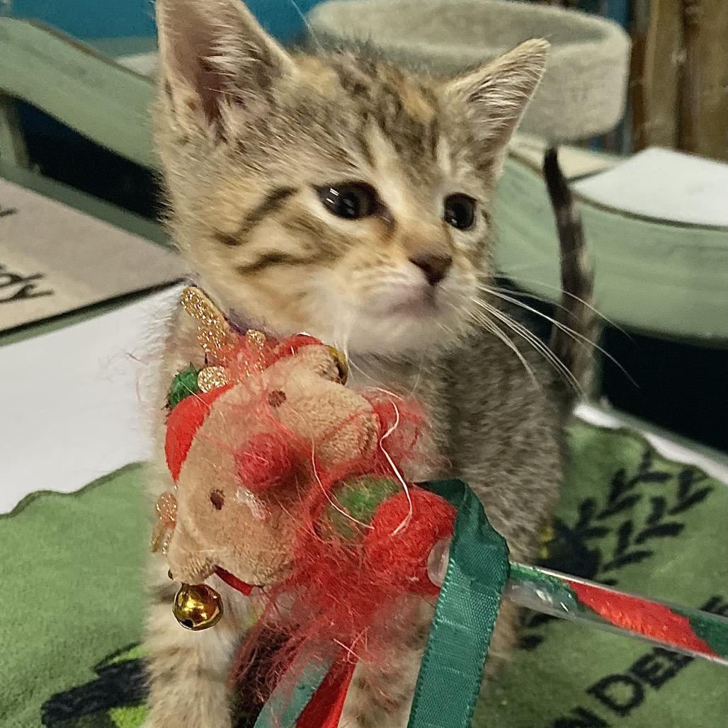 Alexa — thumbnail 2