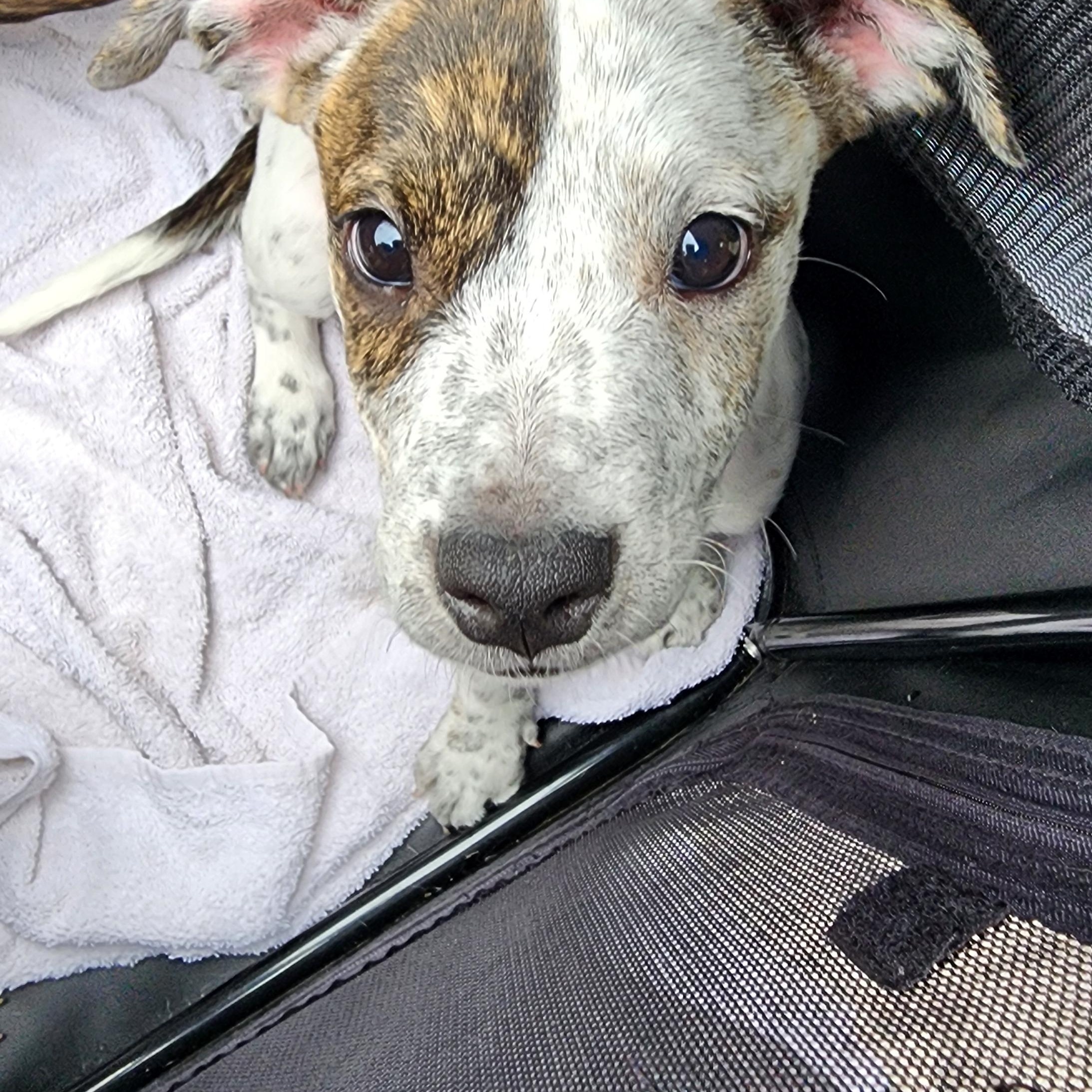Enlarge Loki, a Adoptable mixed breed in Owasso, OK image 3/5