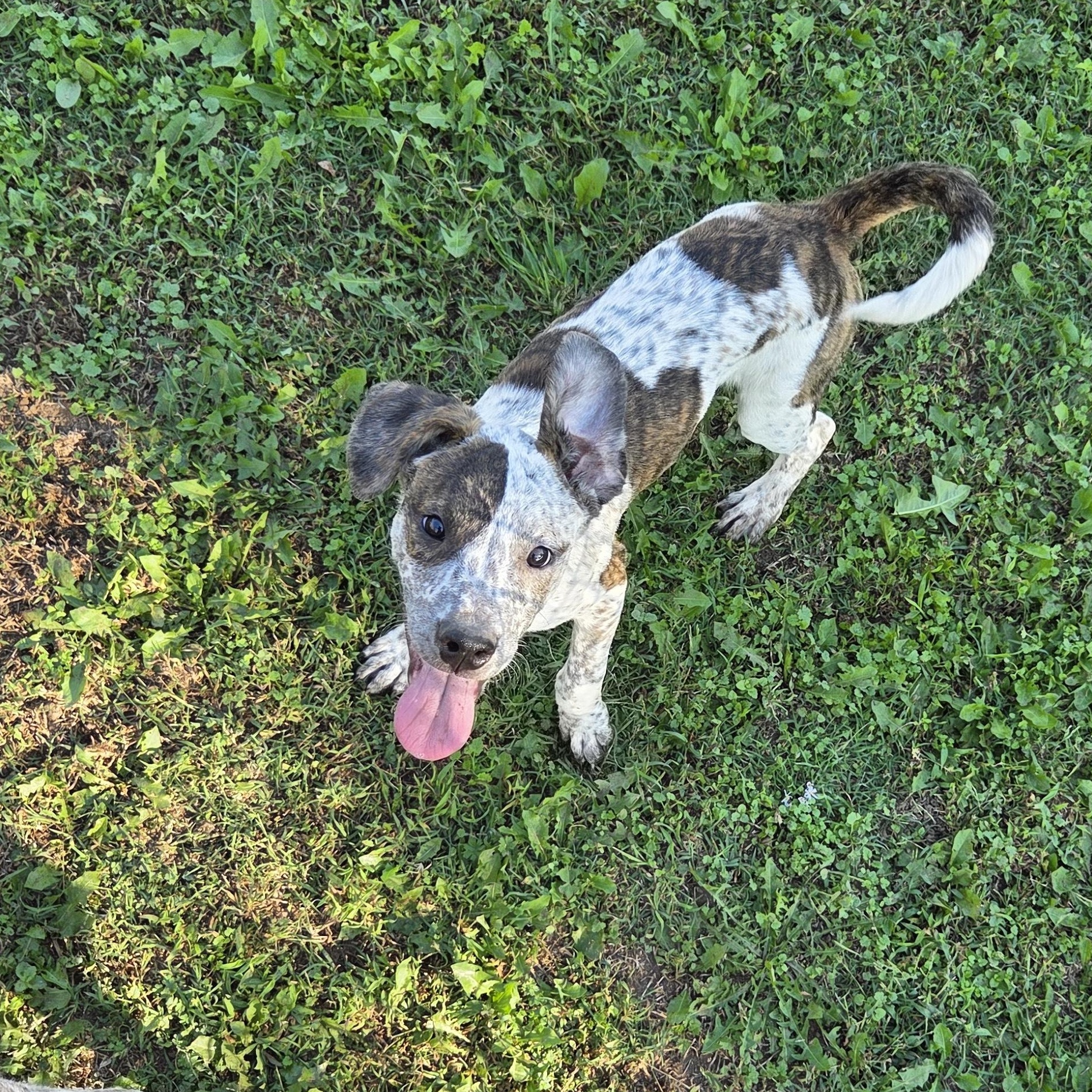 Loki, Adoptable, Puppy Male Pit Bull Terrier & Australian Cattle Dog / Blue Heeler.