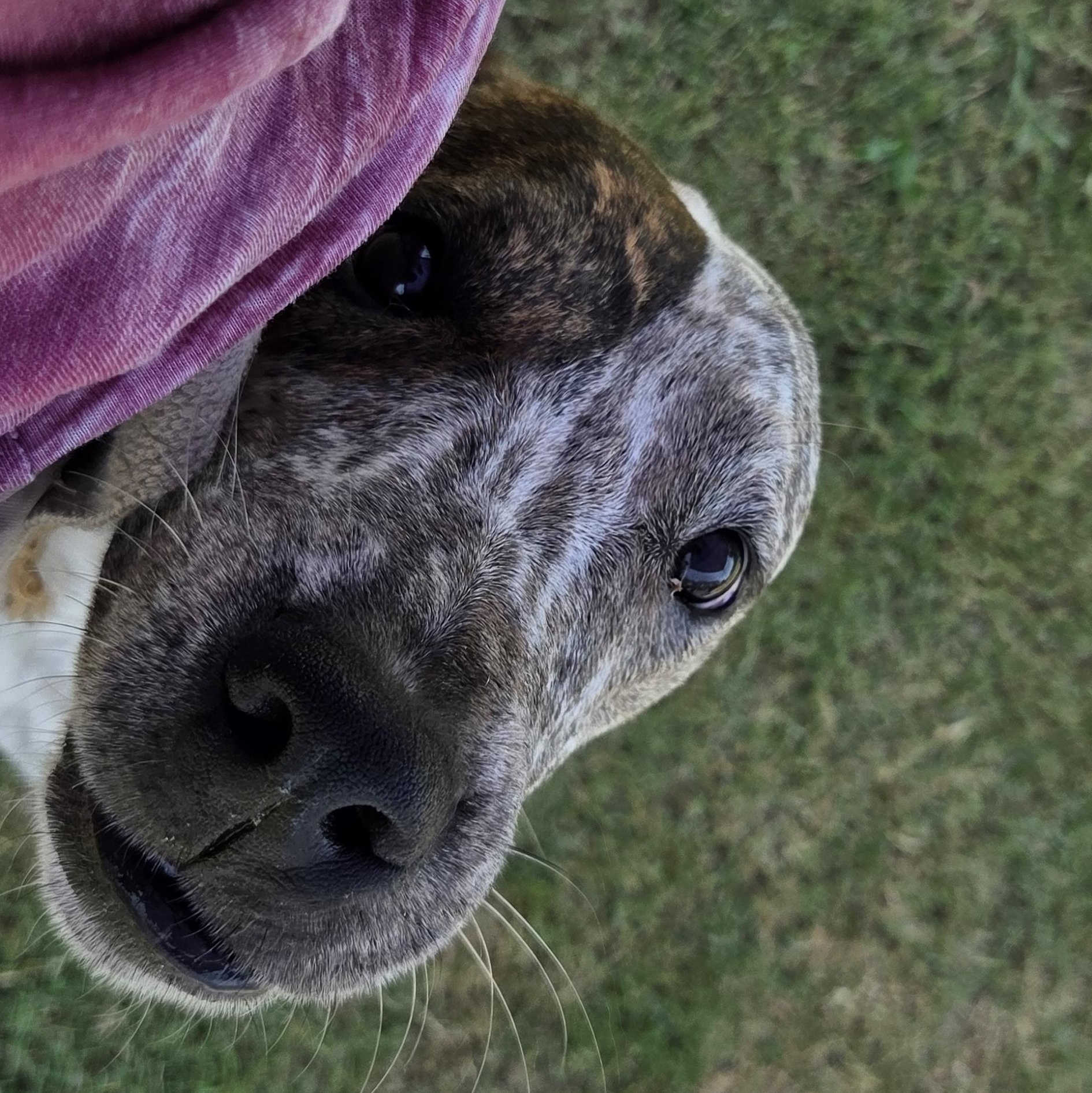 Loki, Adoptable, Young Male Australian Cattle Dog / Blue Heeler & Pit Bull Terrier.