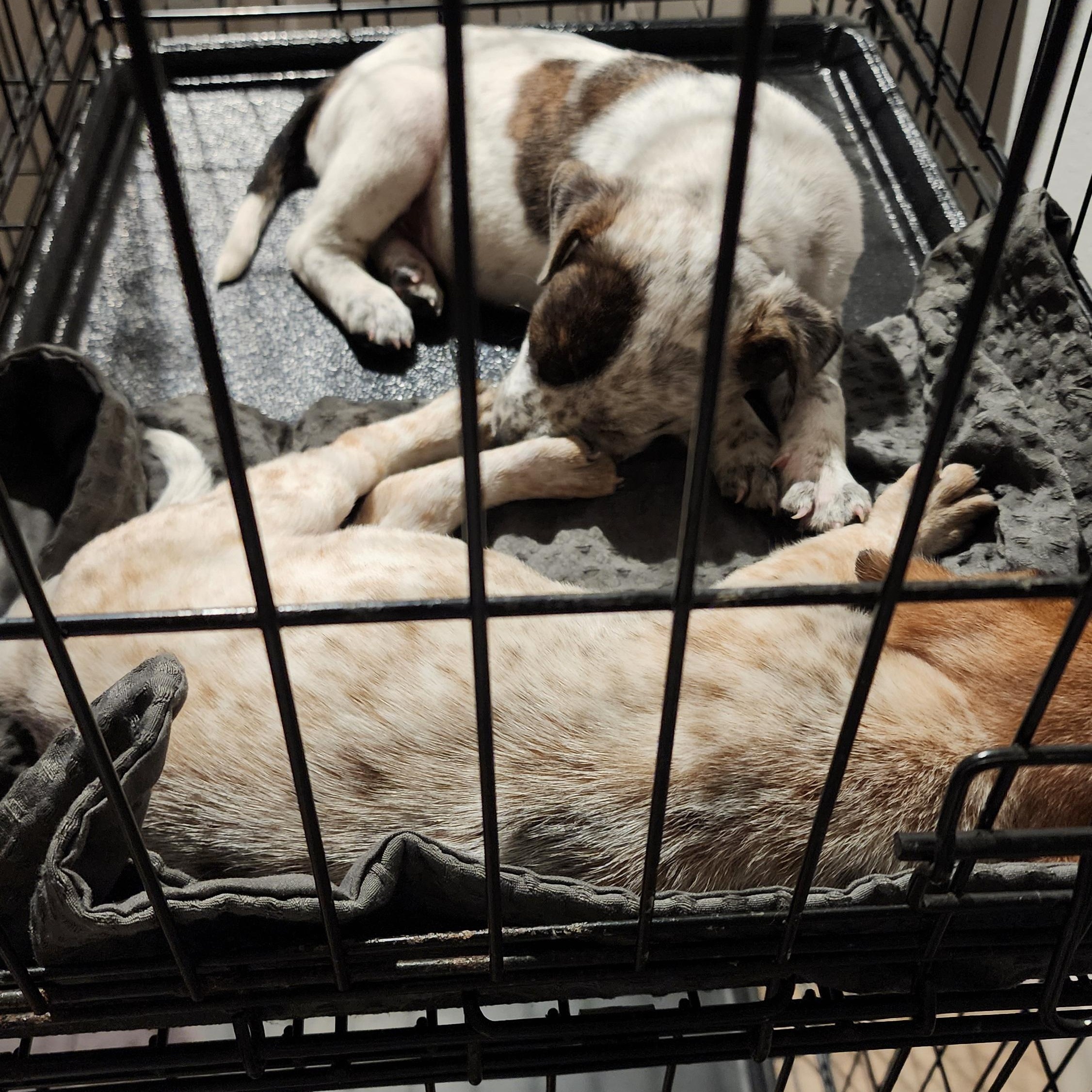 Enlarge Loki, a Adoptable mixed breed in Owasso, OK image 5/5