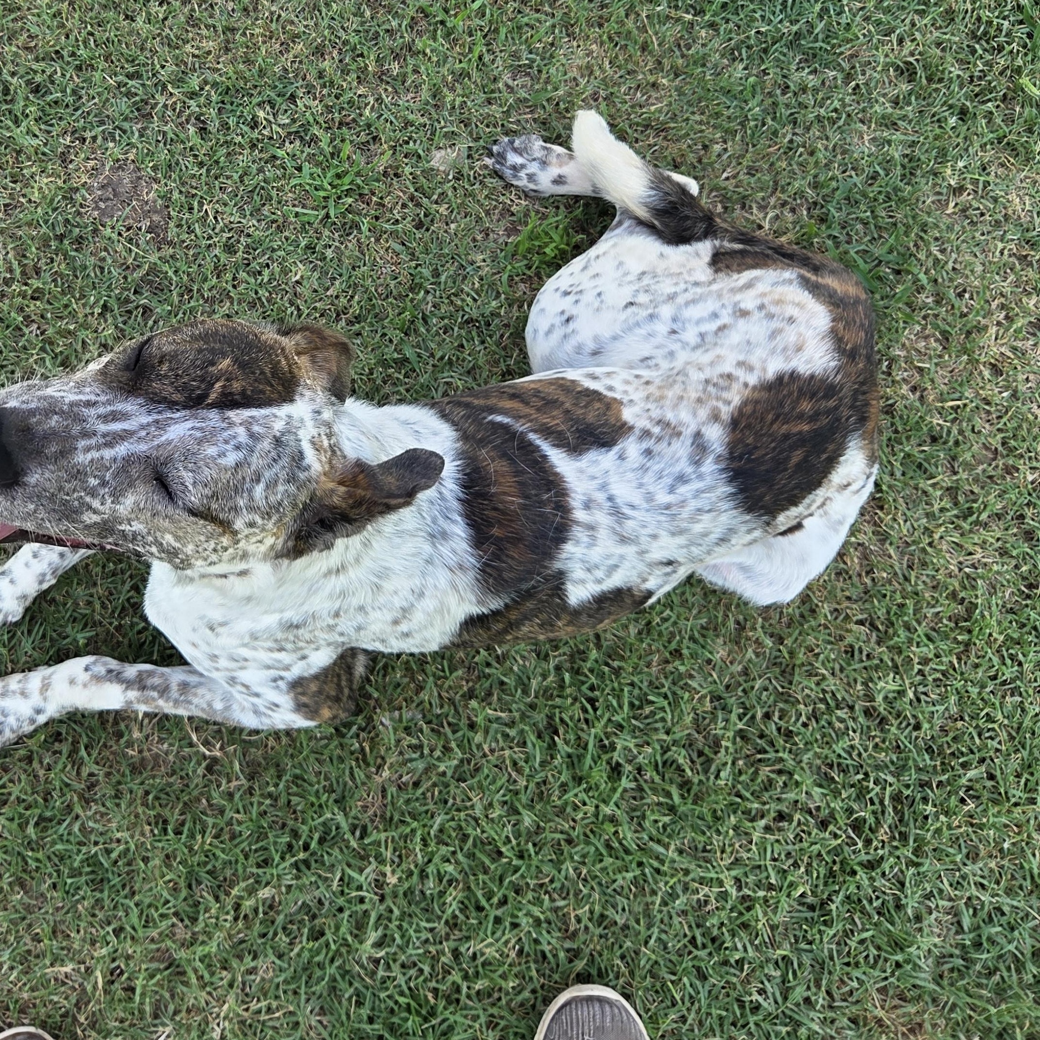 Enlarge Loki, a Adoptable mixed breed in Owasso, OK image 2/5