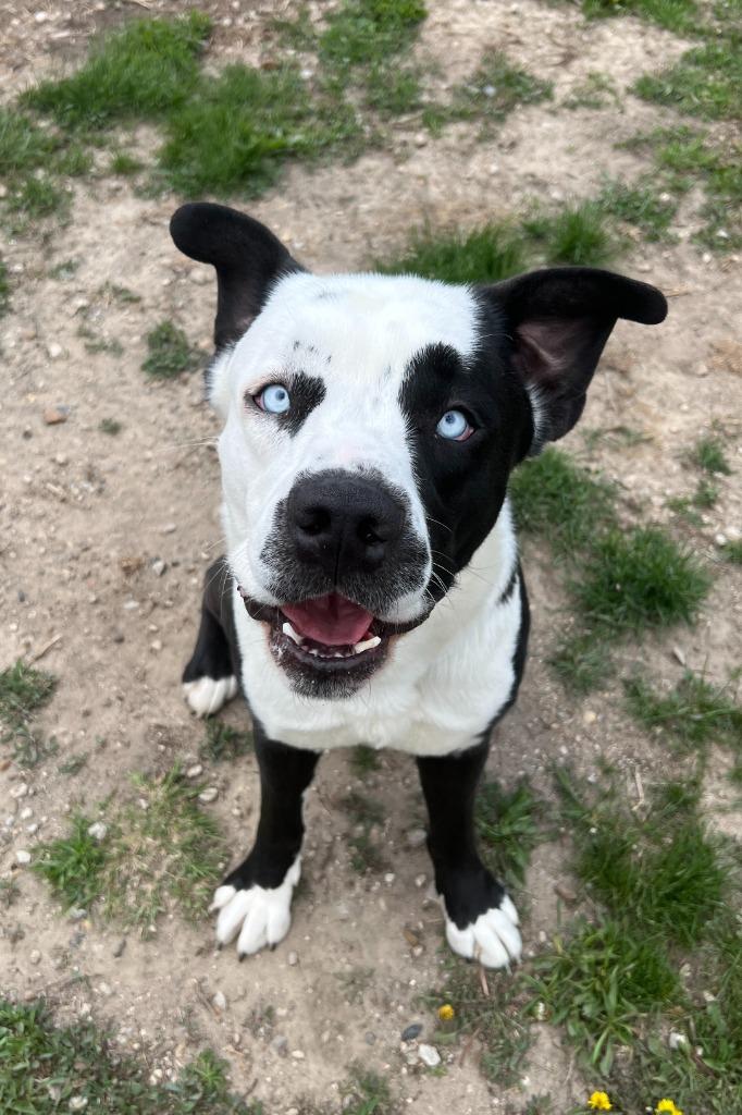 Aero, Adoptable, Adult Male Husky & Labrador Retriever.