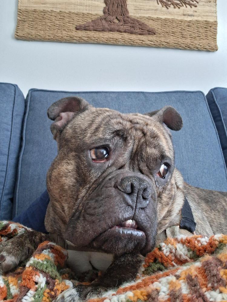 Tank, a Adoptable mixed breed in Groveland, MA image 1/6