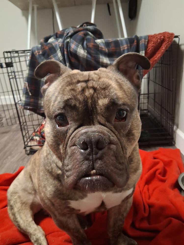 Tank, Adoptable, Adult Male American Bully.