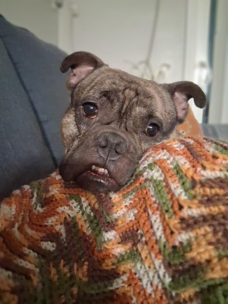 Tank, a Adoptable mixed breed in Groveland, MA image 3/6