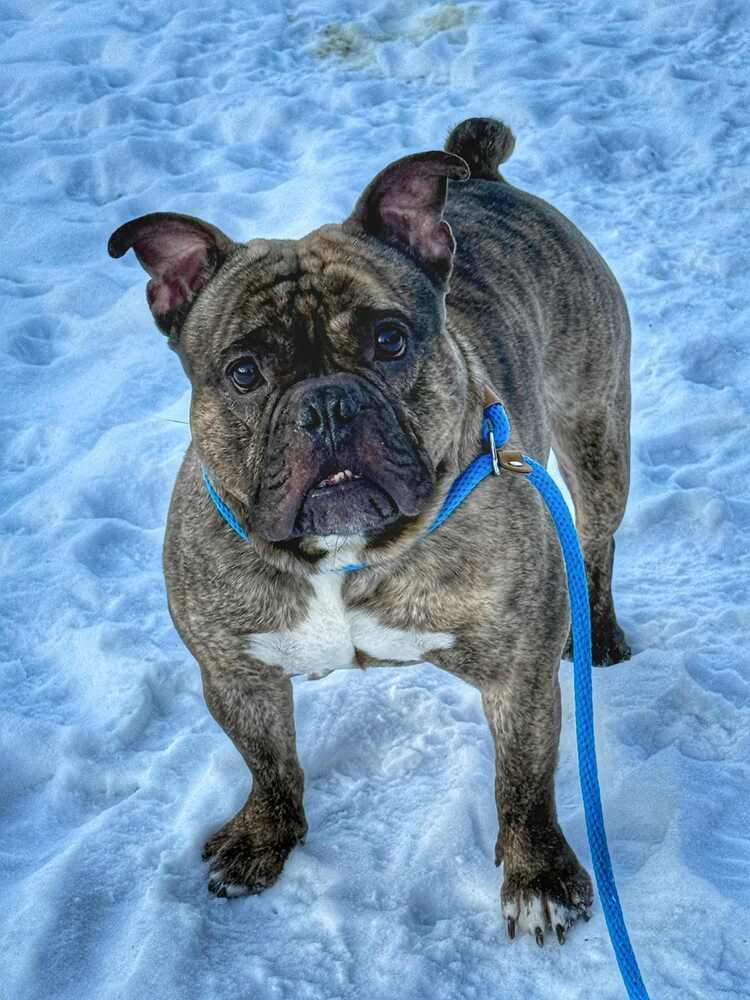 Tank, Adoptable, Adult Male American Bully.