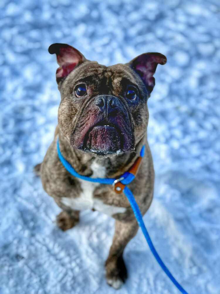 Enlarge Tank, a Adoptable mixed breed in Groveland, MA image 2/5