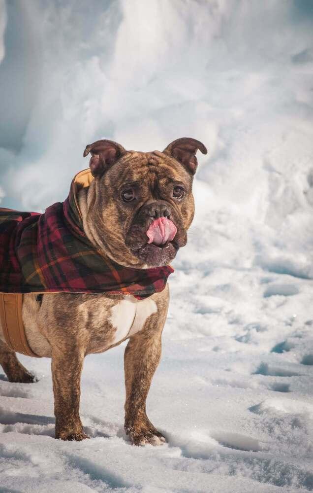 Enlarge Tank, a Adoptable mixed breed in Groveland, MA image 3/6