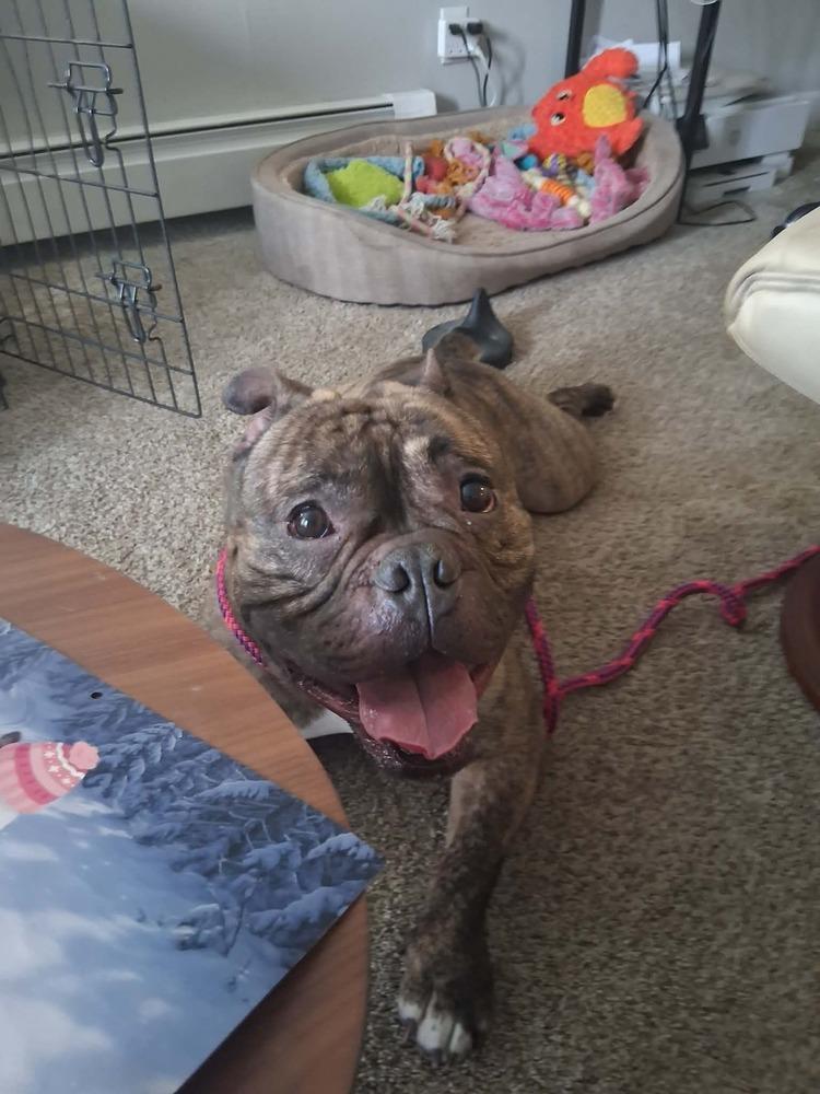 Enlarge Tank, a Adoptable mixed breed in Groveland, MA image 3/5