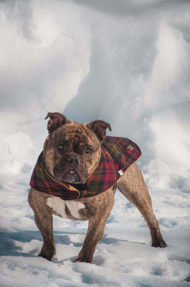 Enlarge Tank, a Adoptable mixed breed in Groveland, MA image 5/6