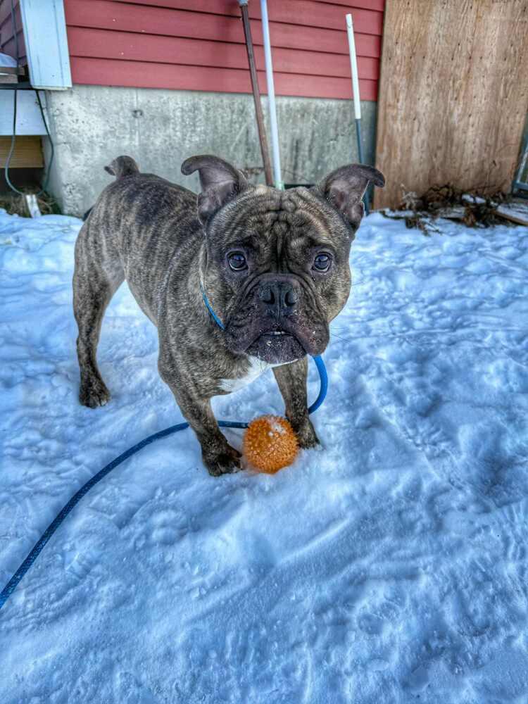 Enlarge Tank, a Adoptable mixed breed in Groveland, MA image 4/5