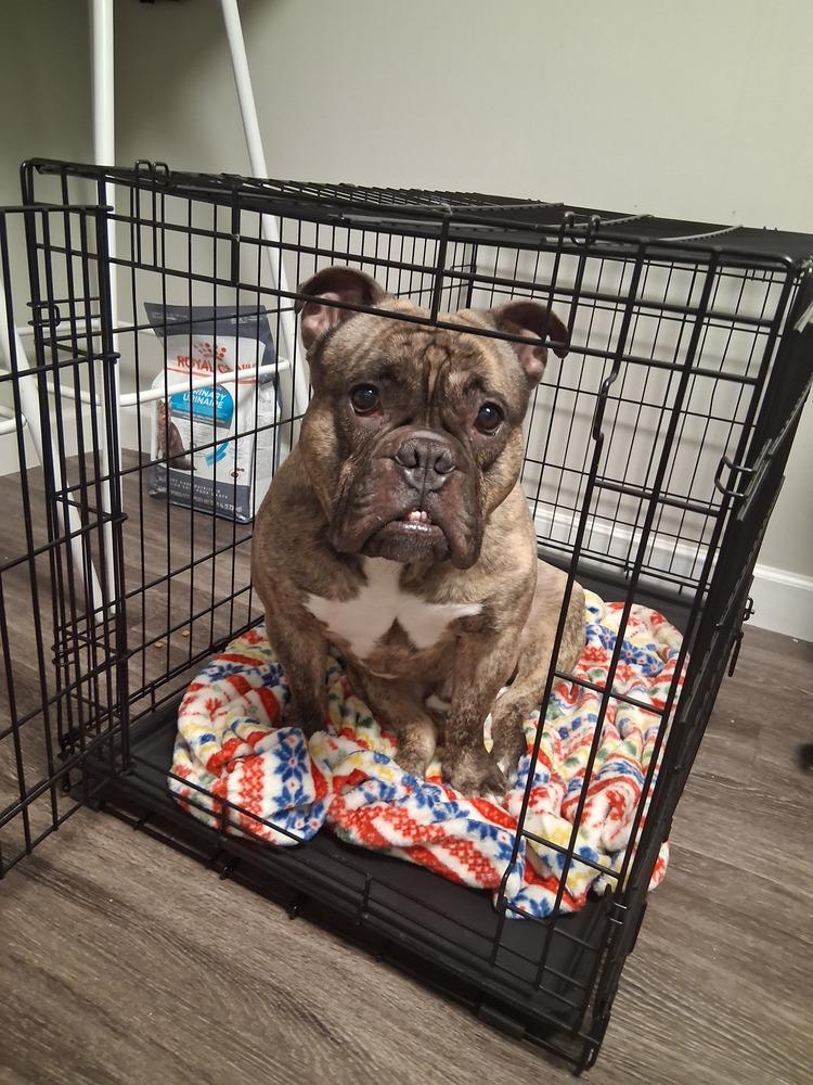 Enlarge Tank, a Adoptable mixed breed in Groveland, MA image 5/6