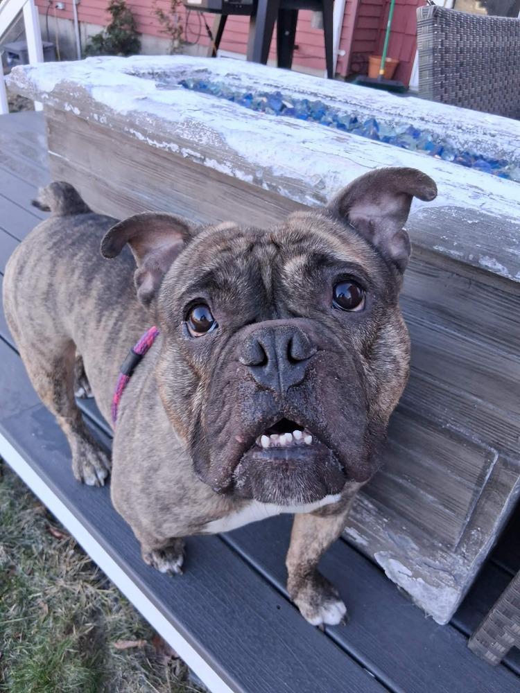 Enlarge Tank, a Adoptable mixed breed in Groveland, MA image 5/5