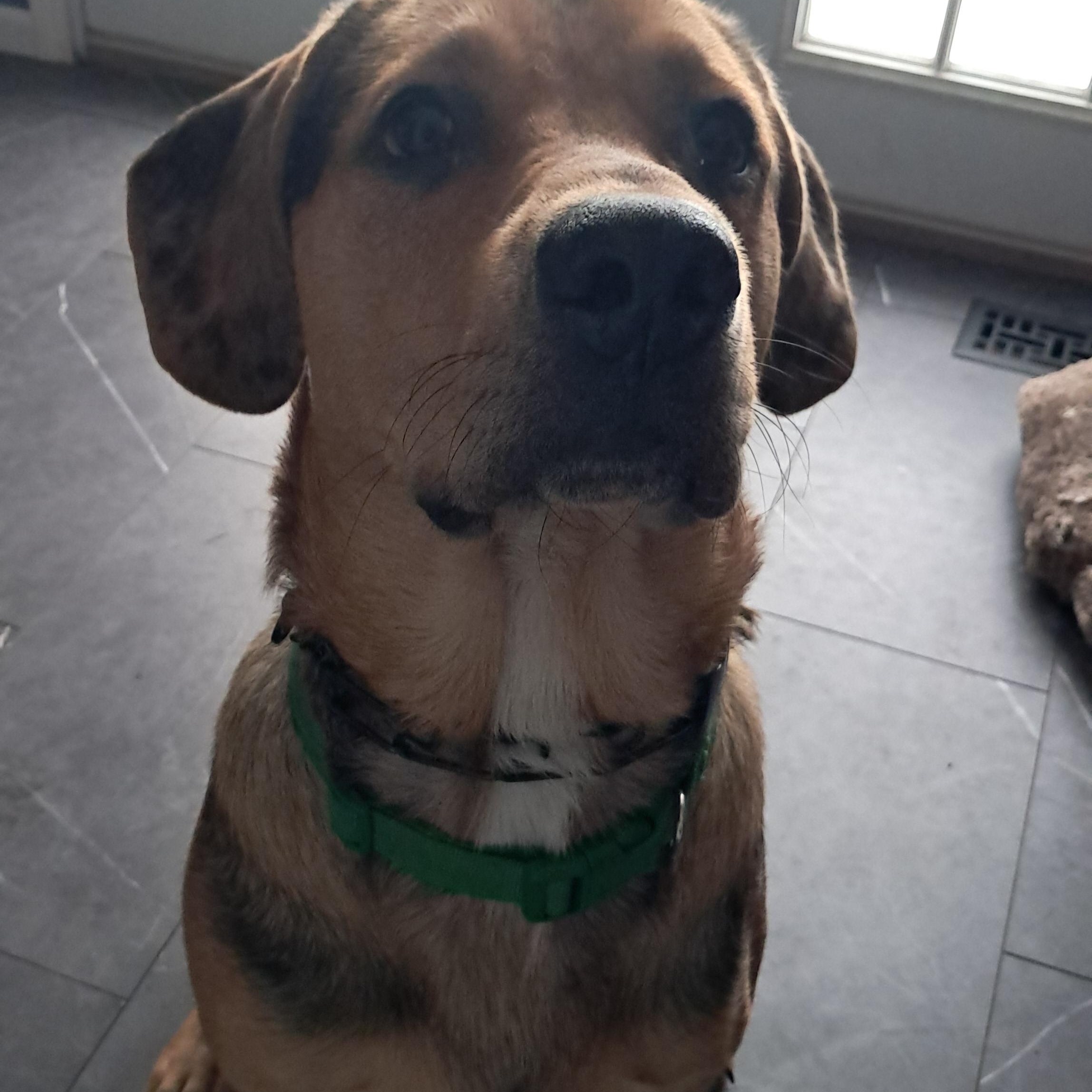 Enlarge Rowdy, an adoptable mixed breed in Fremont, OH image 5/5