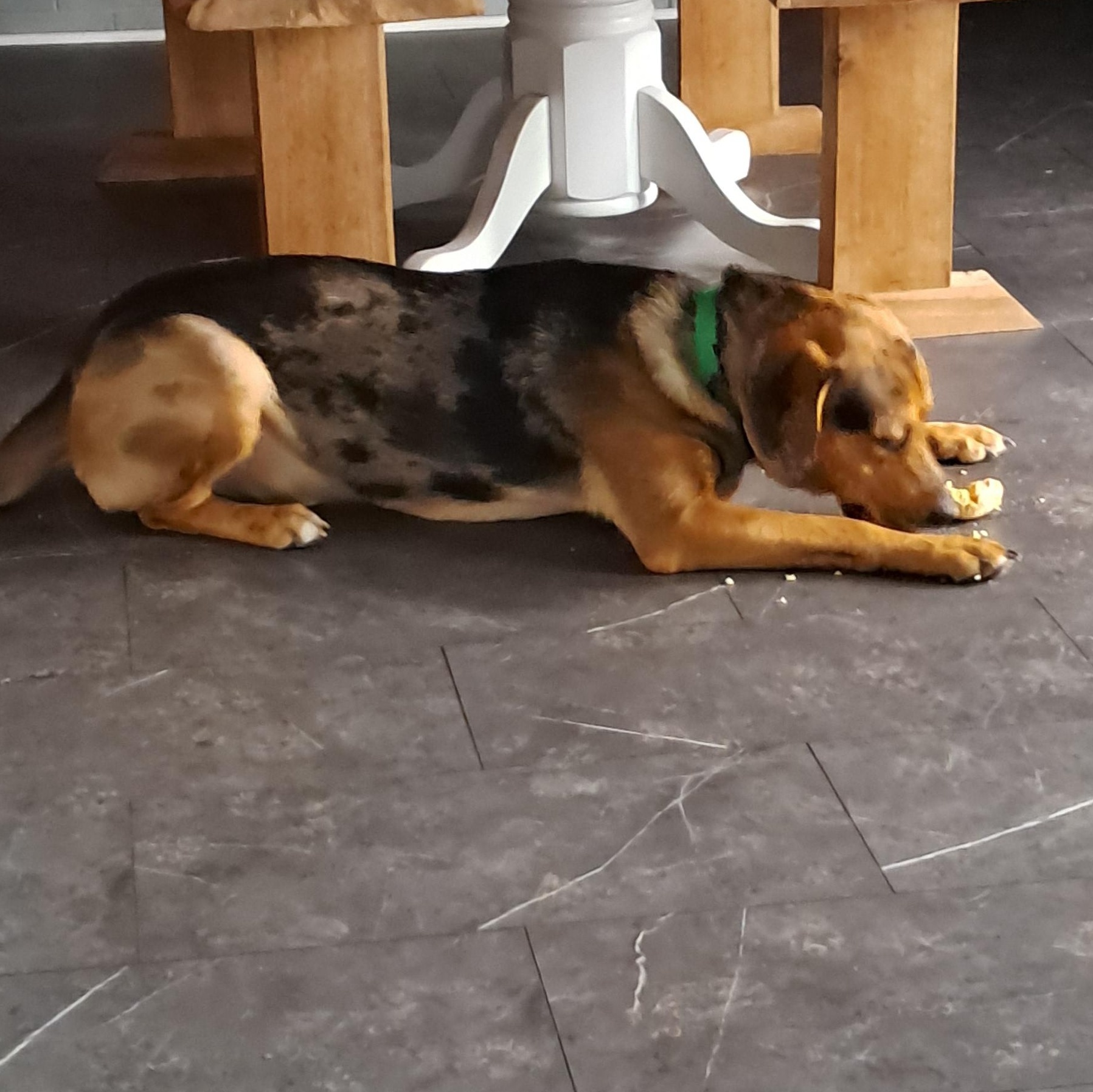 Enlarge Rowdy, an adoptable mixed breed in Fremont, OH image 4/5