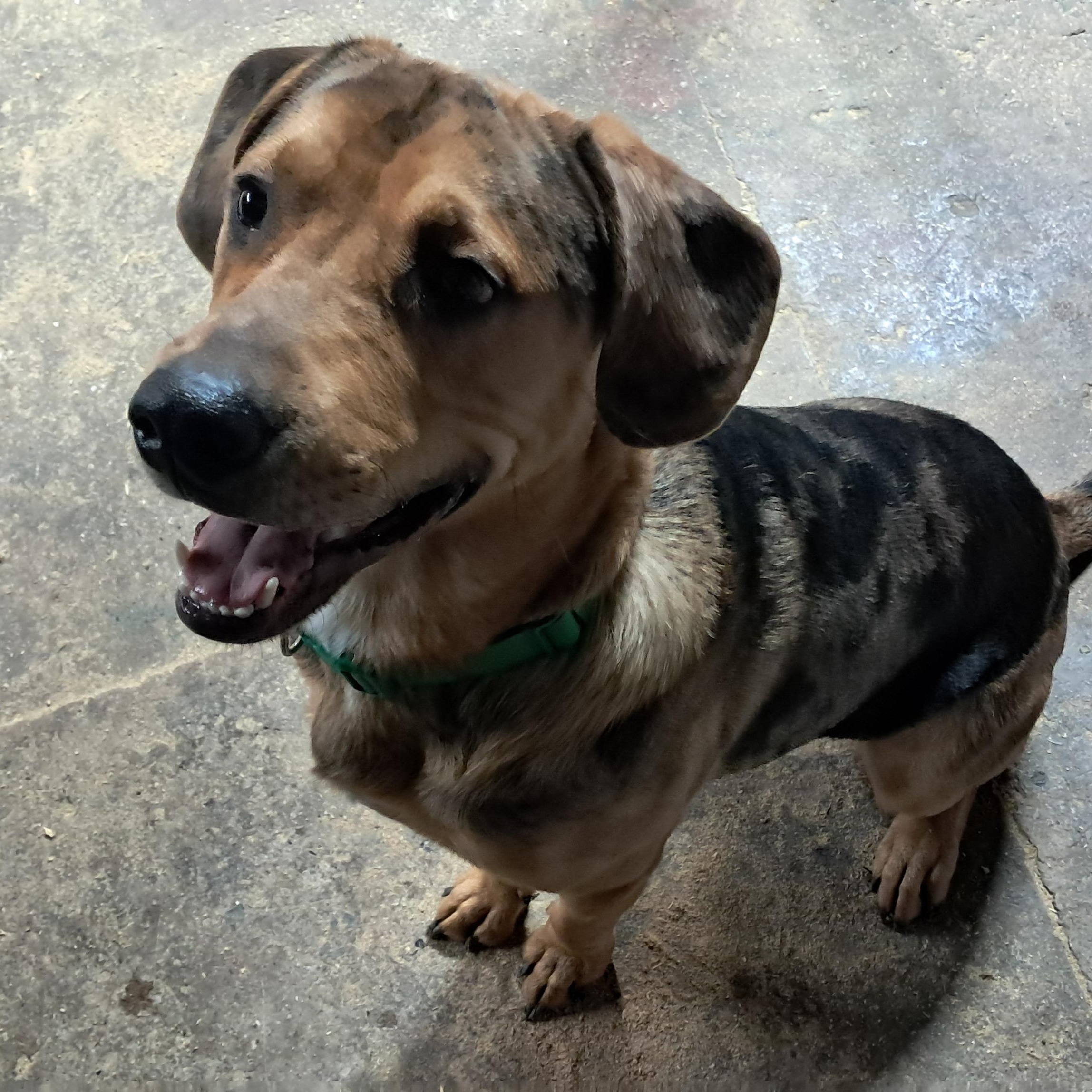 Rowdy, adoptable, Young Male Labrador Retriever.