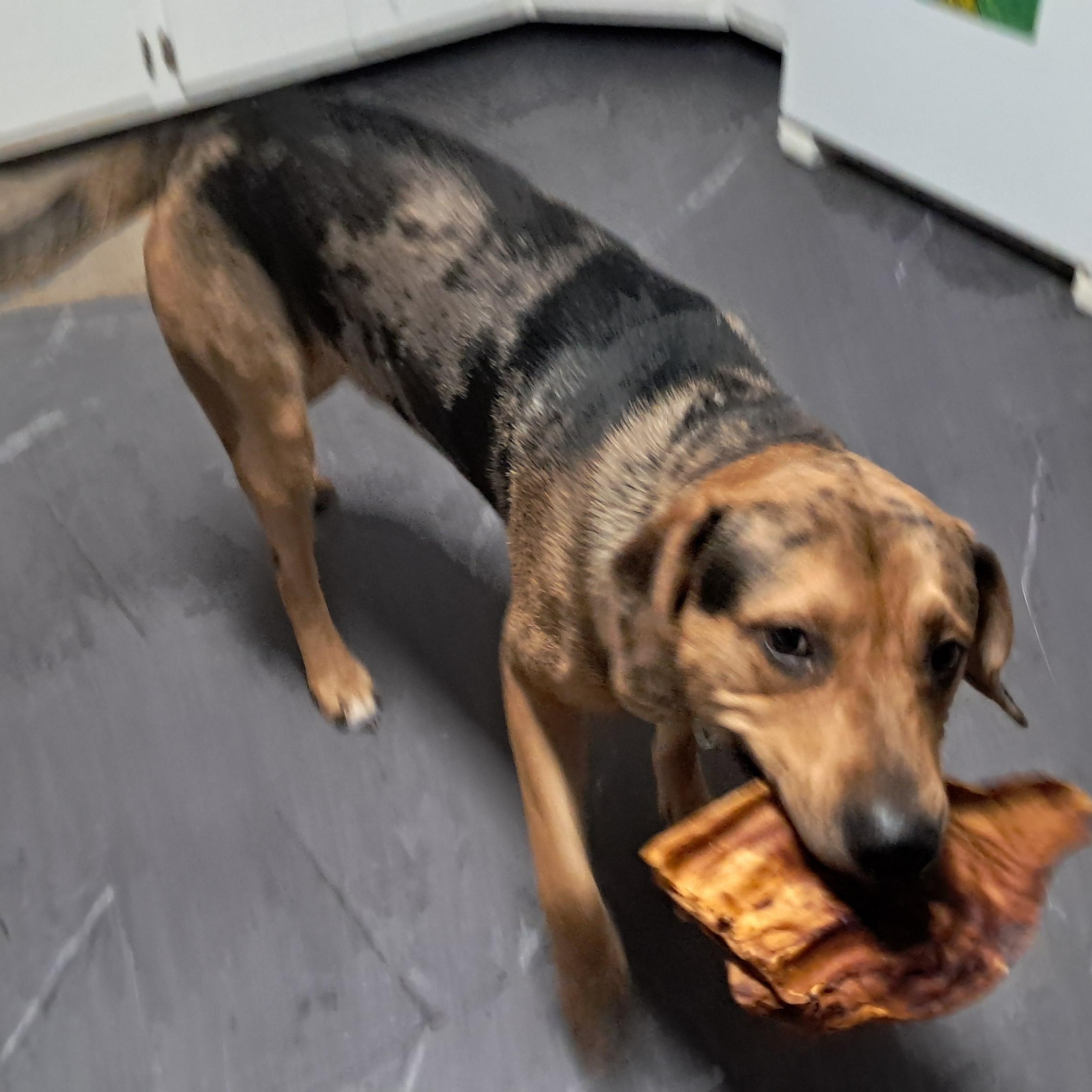 Enlarge Rowdy, an adoptable mixed breed in Fremont, OH image 2/5