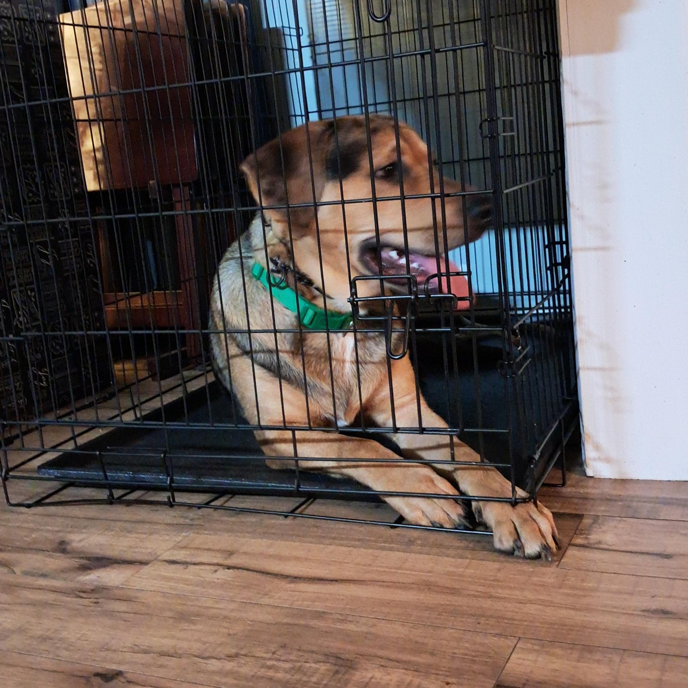 Enlarge Rowdy, an adoptable mixed breed in Fremont, OH image 3/5