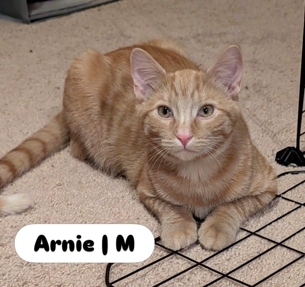 Enlarge Arnie, a Adoptable Domestic Short Hair in McDonald, PA image 1/1