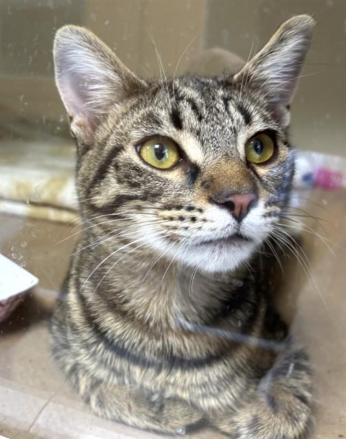 Enlarge KARLA, a Adoptable Domestic Short Hair in Dedham, MA image 1/1