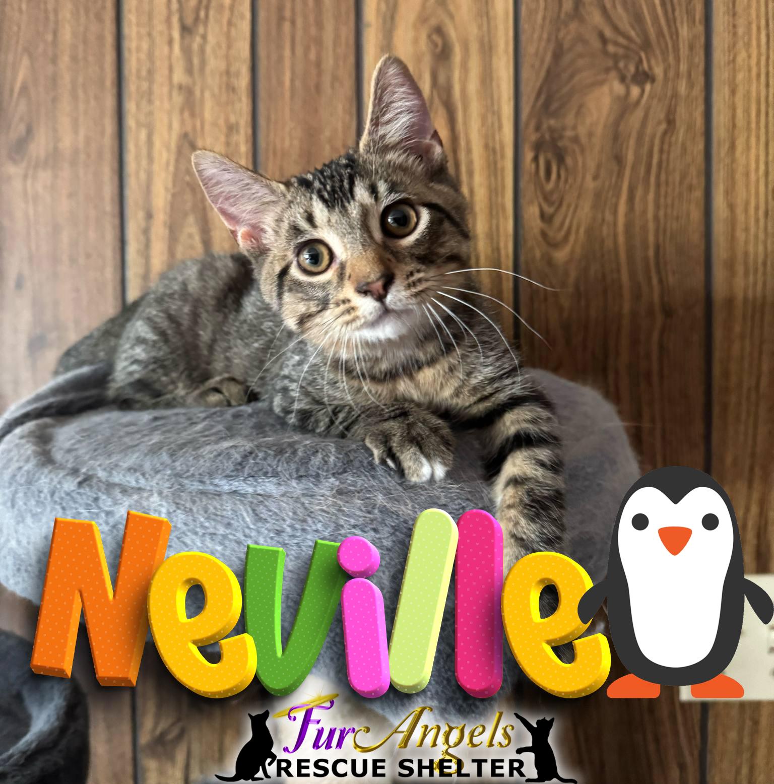 Neville, Adoptable, Kitten Male Domestic Short Hair.