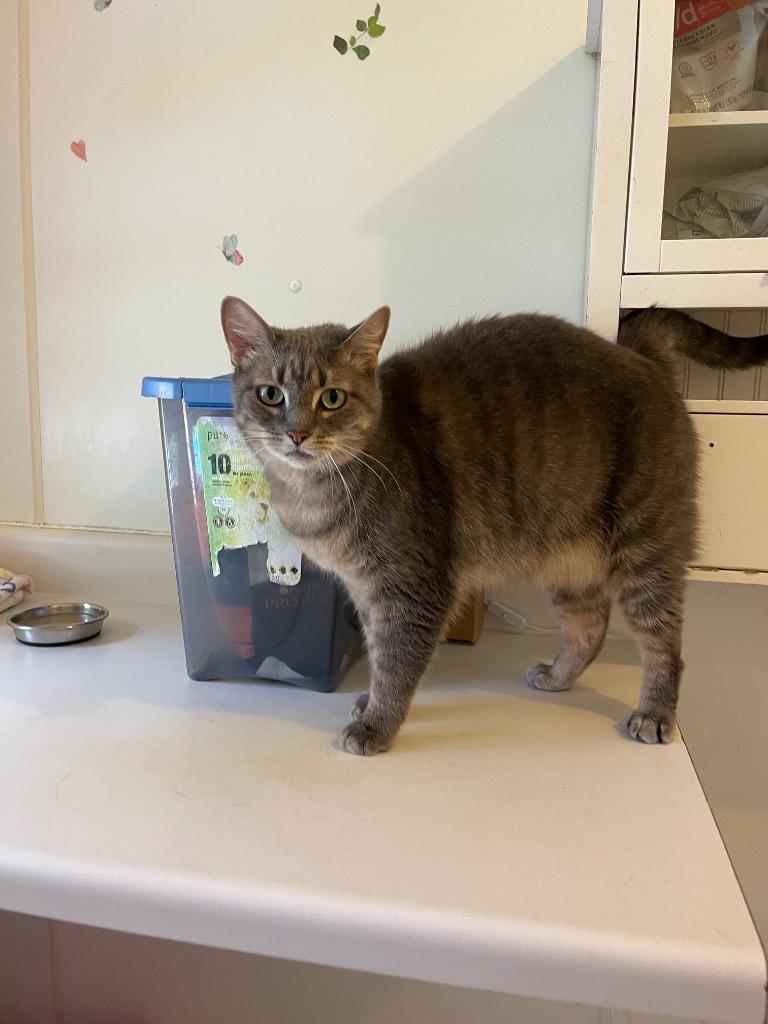 Enlarge Mystic, a Adoptable mixed breed in Bourbonnais, IL image 1/1