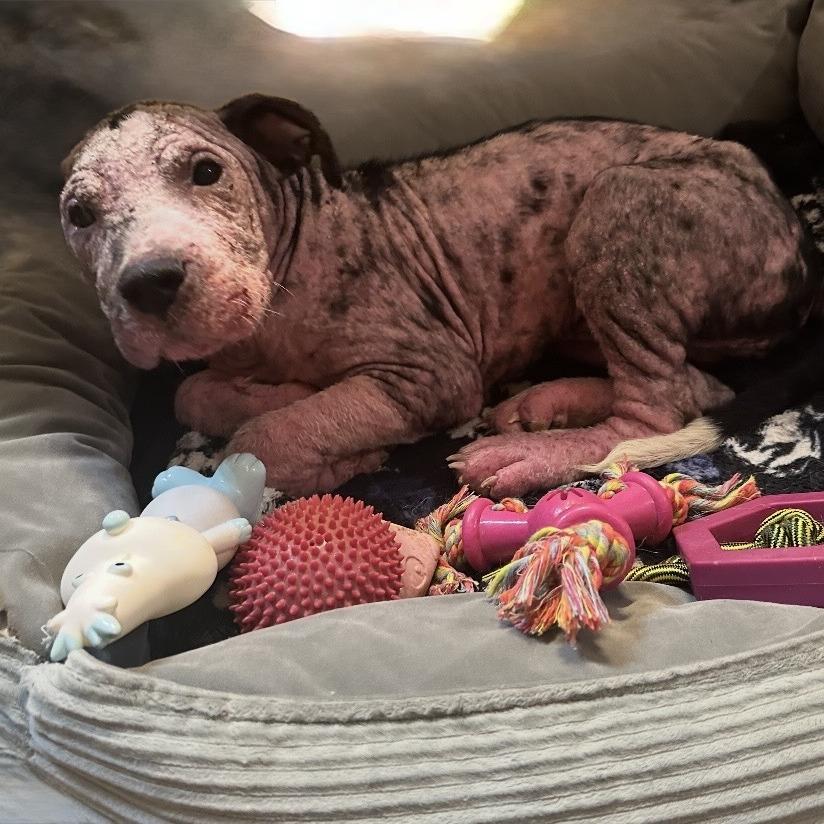 Enlarge Shelby, a Adoptable Pit Bull Terrier in Natchitoches, LA image 2/6