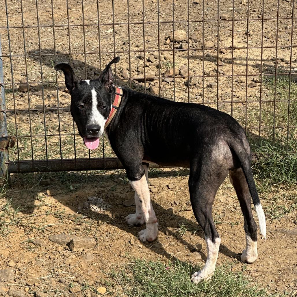 Enlarge Shelby, a Adoptable Pit Bull Terrier in Natchitoches, LA image 6/6