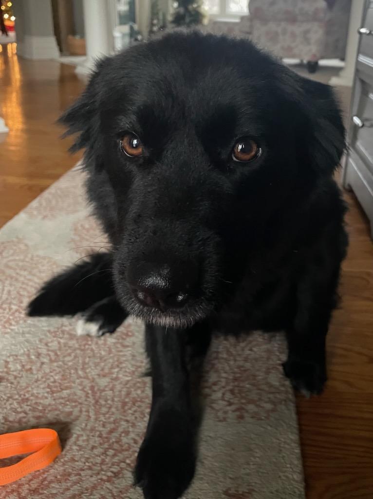 Baby Girl , ADOPTABLE, Adult Female Australian Shepherd & Mixed Breed.