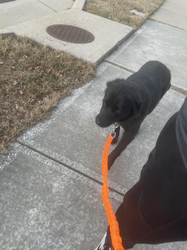 Enlarge Baby Girl , a ADOPTABLE mixed breed in Blue Springs, MO image 3/3