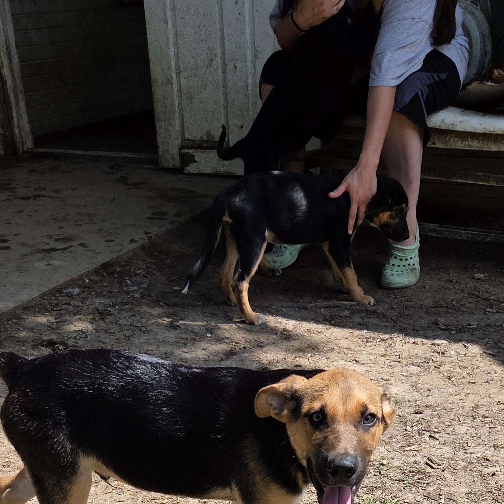 Enlarge Dillanger, a Adoptable mixed breed in Muncie, IN image 4/6