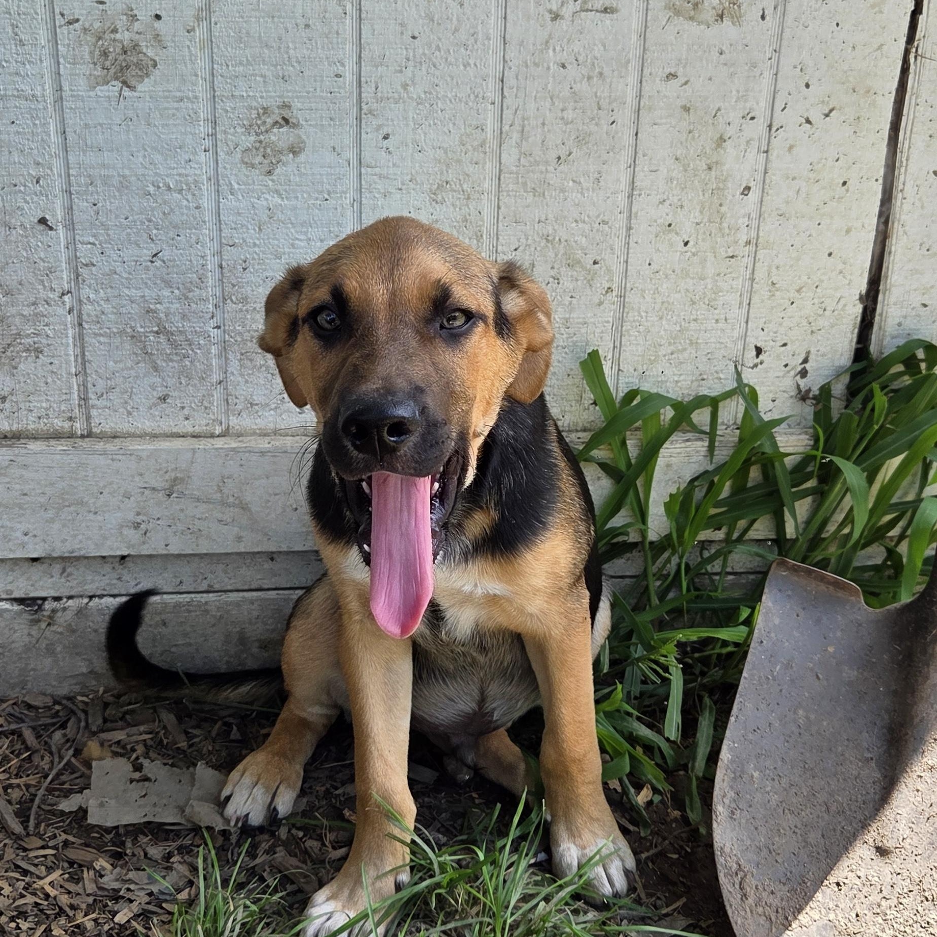 Enlarge Dillanger, a Adoptable mixed breed in Muncie, IN image 3/6