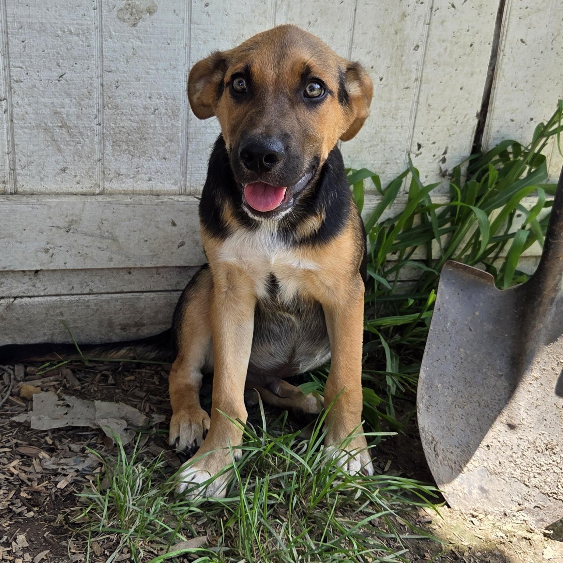 Dillanger, Adoptable, Puppy Male Coonhound.