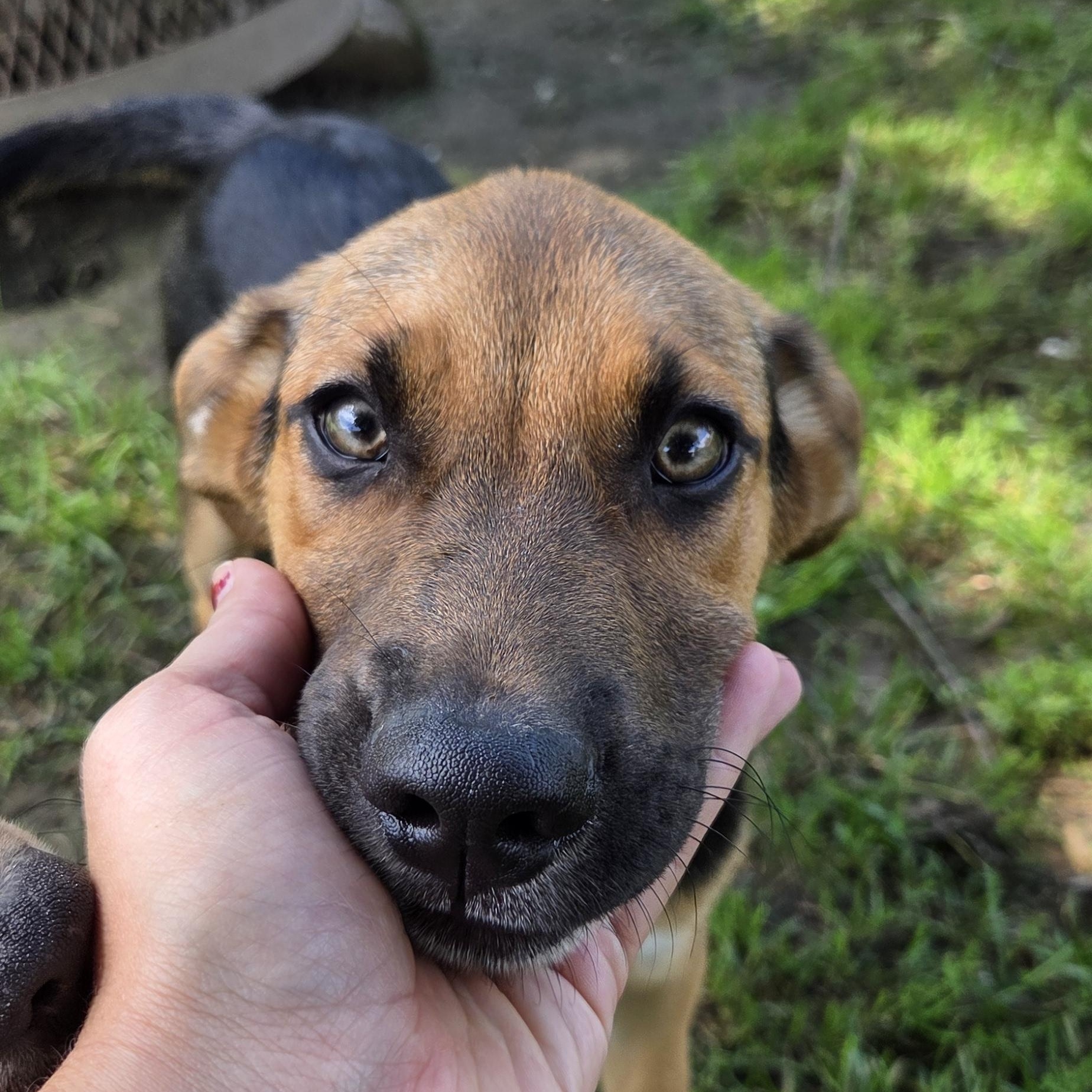 Enlarge Dillanger, a Adoptable mixed breed in Muncie, IN image 6/6