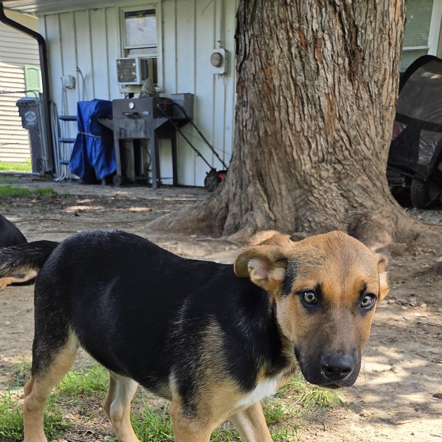 Enlarge Dillanger, a Adoptable mixed breed in Muncie, IN image 2/6