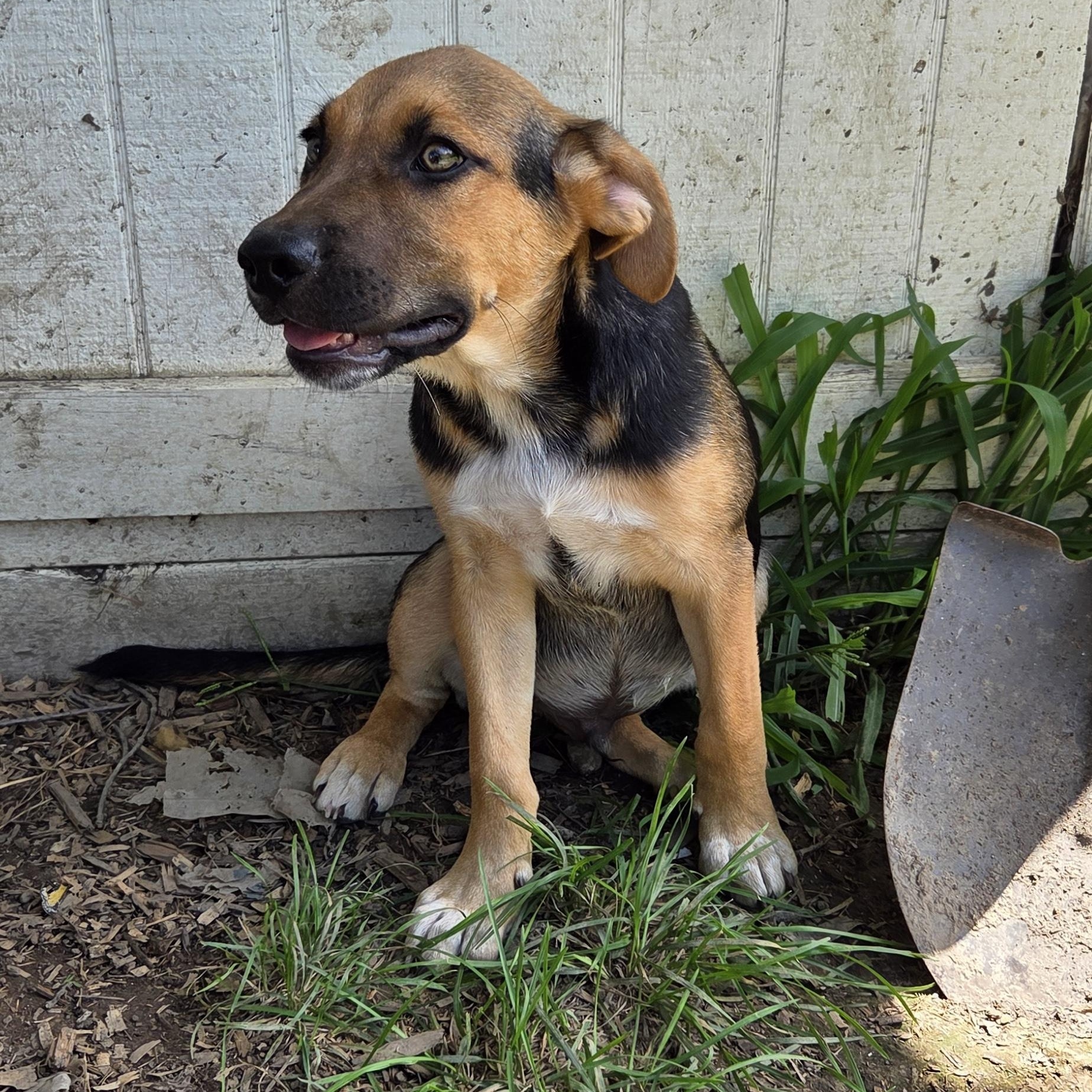 Enlarge Dillanger, a Adoptable mixed breed in Muncie, IN image 5/6