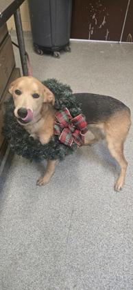 Enlarge Blue, a Adoptable mixed breed in Reidsville, NC image 1/1