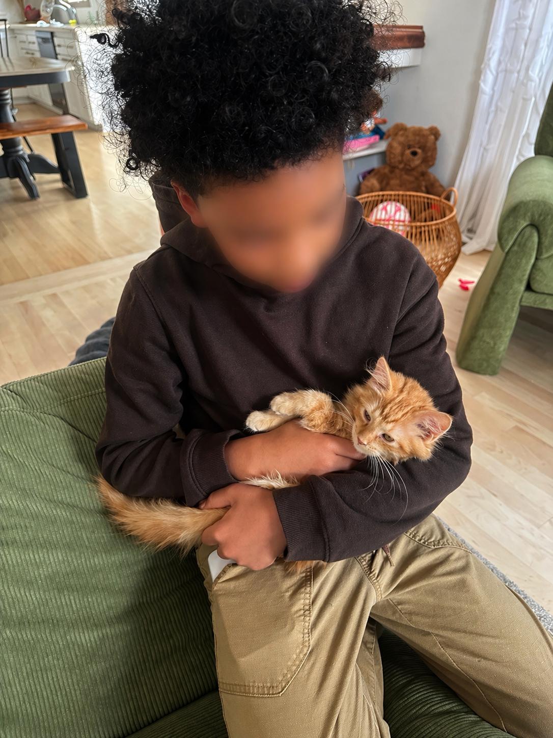 Enlarge Jett and Joel (bonded pair), a ADOPTABLE Domestic Medium Hair in Woodbury, MN image 6/6