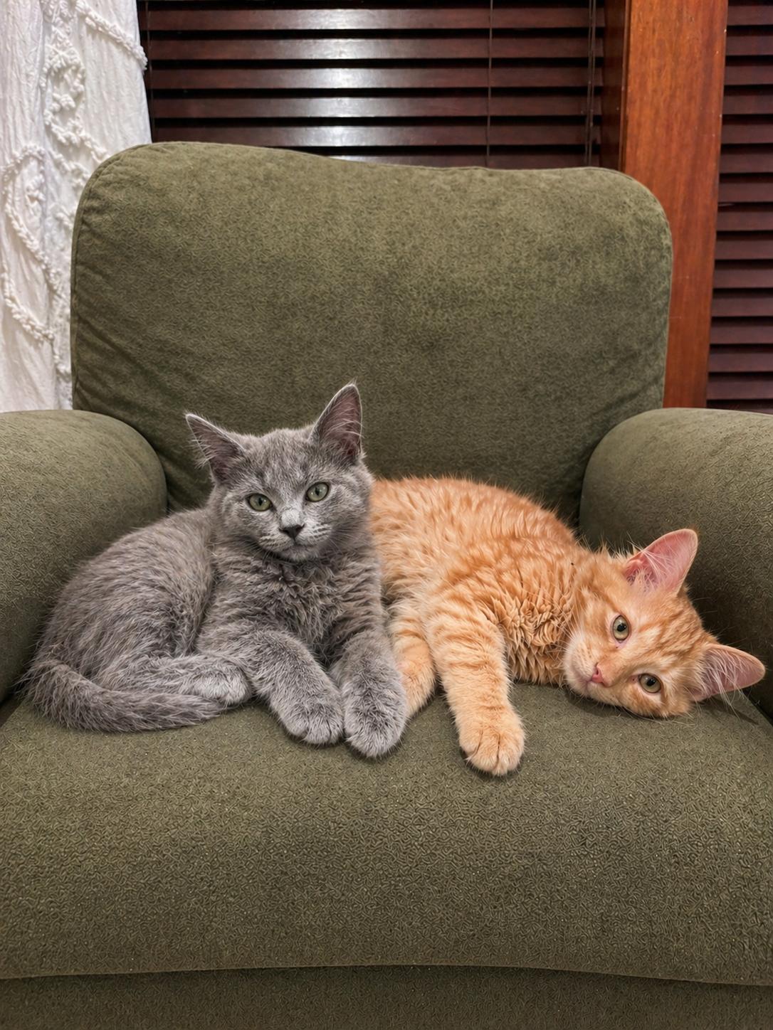 Jett and Joel (bonded pair), ADOPTABLE, Kitten Male Domestic Medium Hair.